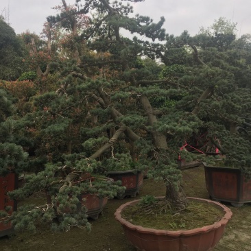精品造型五针松盆景，基地直供，量大选择多