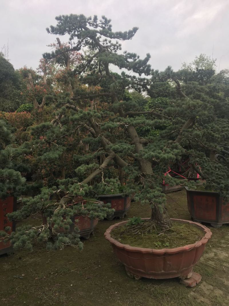 精品造型五针松盆景，基地直供，量大选择多