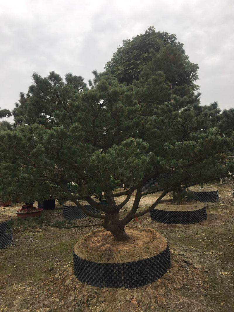 精品造型五针松盆景，基地直供，量大选择多