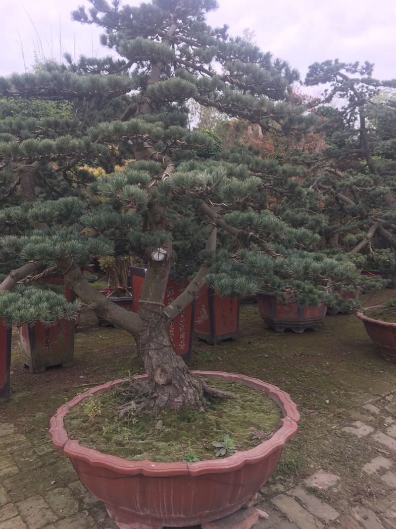 精品造型五针松盆景，基地直供，量大选择多