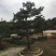 精品造型五针松盆景，基地直供，量大选择多