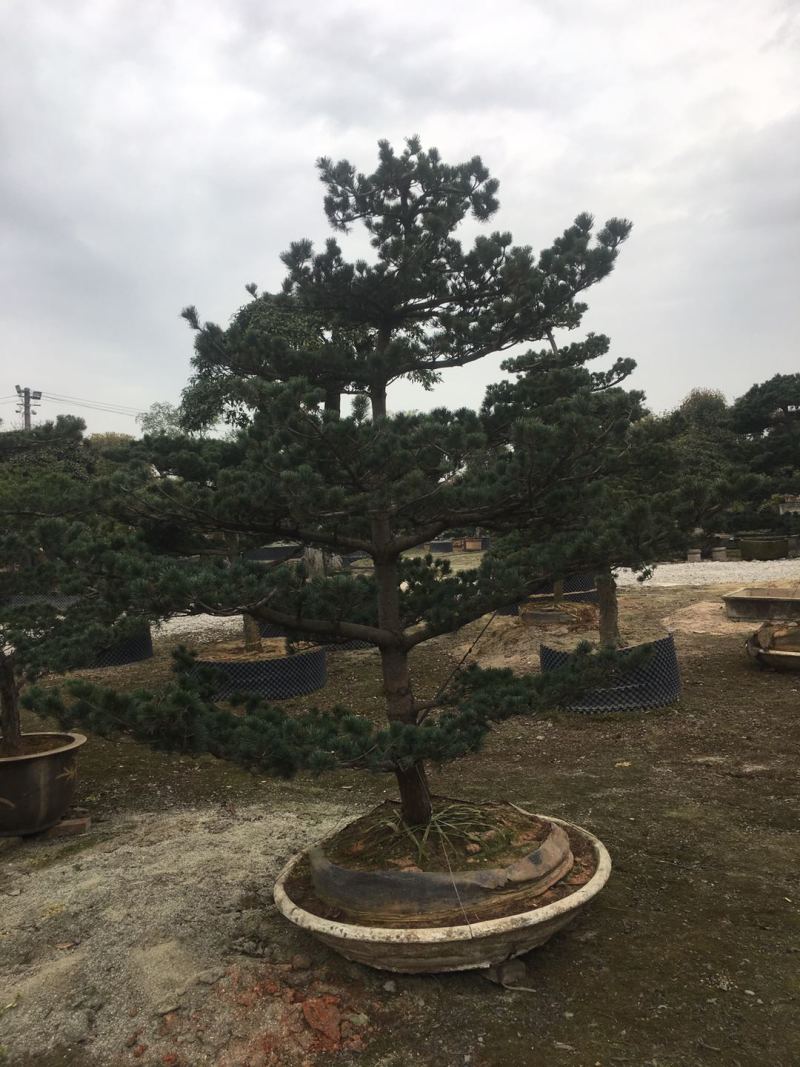 精品造型五针松盆景，基地直供，量大选择多