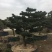 精品造型五针松盆景，基地直供，量大选择多