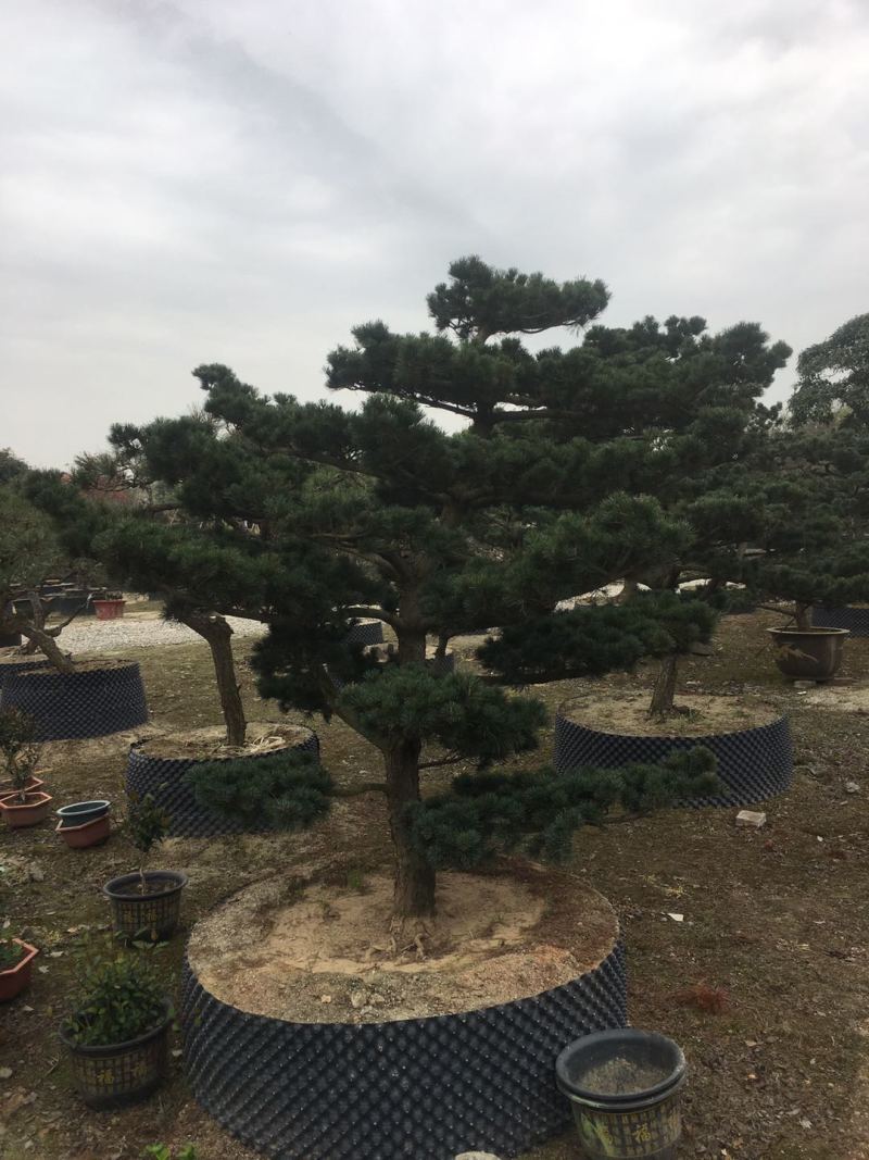 精品造型五针松盆景，基地直供，量大选择多