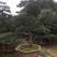 精品造型五针松盆景，基地直供，量大选择多