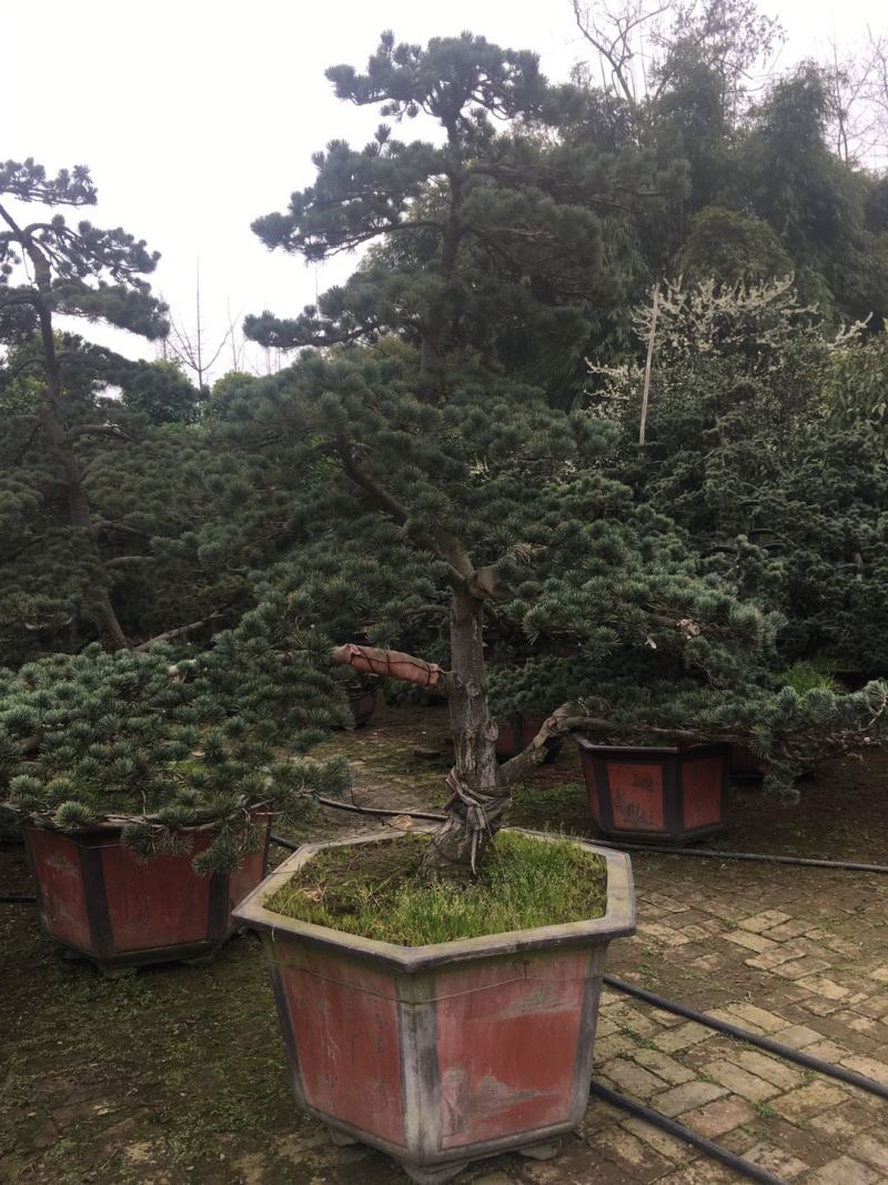 精品造型五针松盆景，基地直供，量大选择多