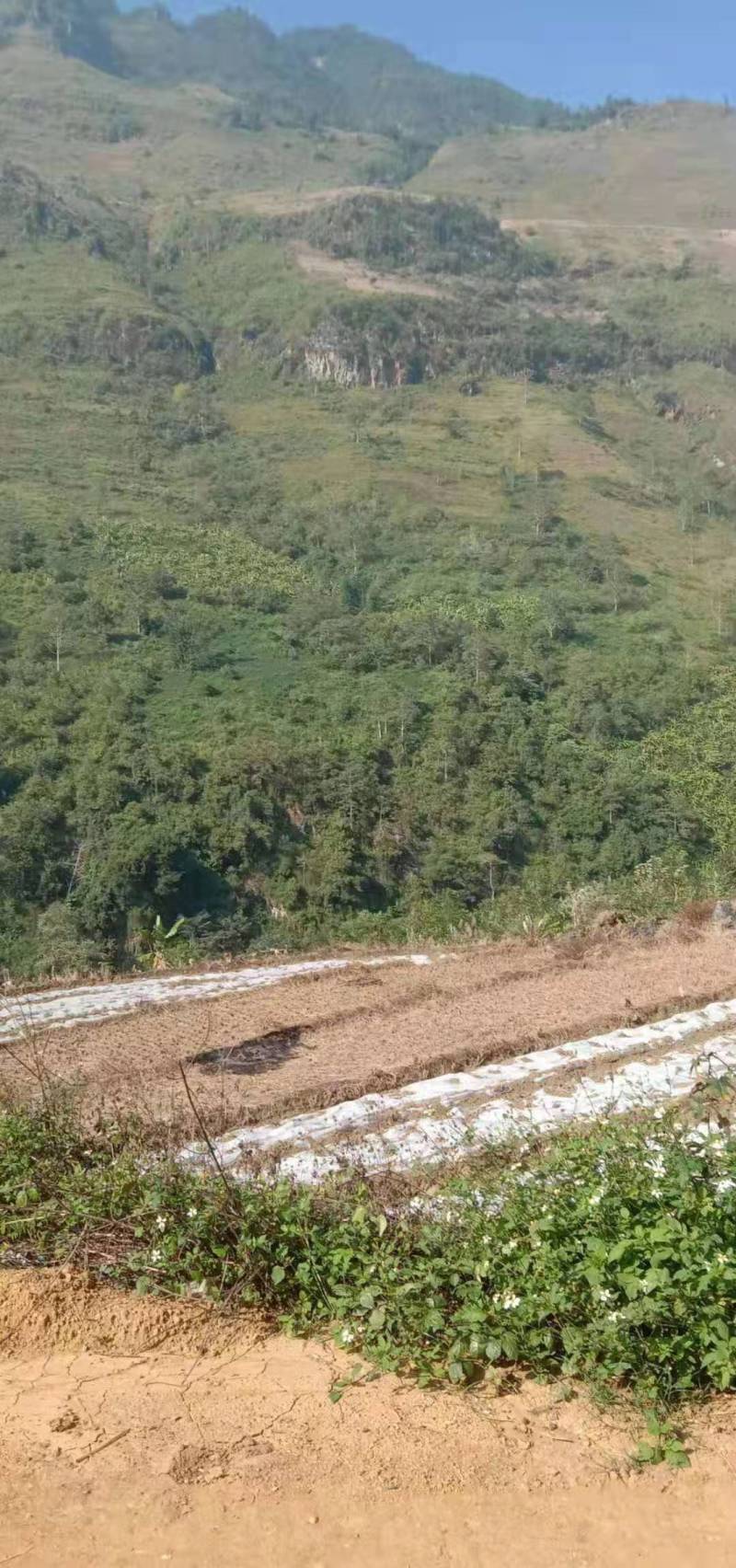 文山文山市3000亩水浇地出租或者合作