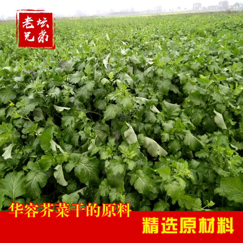 干盐菜咸菜揪耳菜心盐白菜捞菜外婆菜干菜心