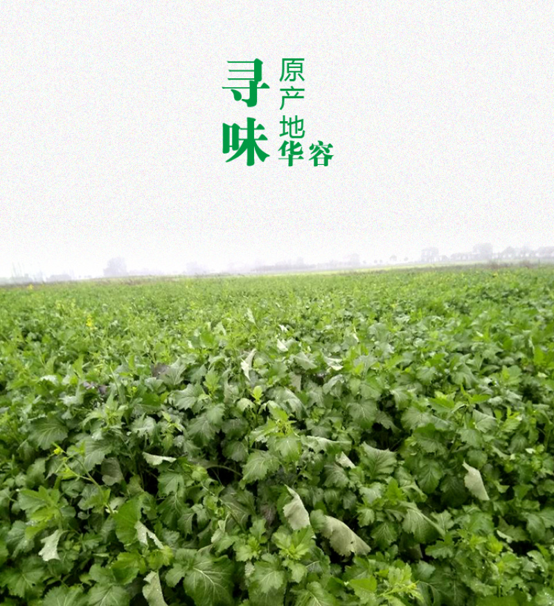 干盐菜咸菜揪耳菜心盐白菜捞菜外婆菜干菜心