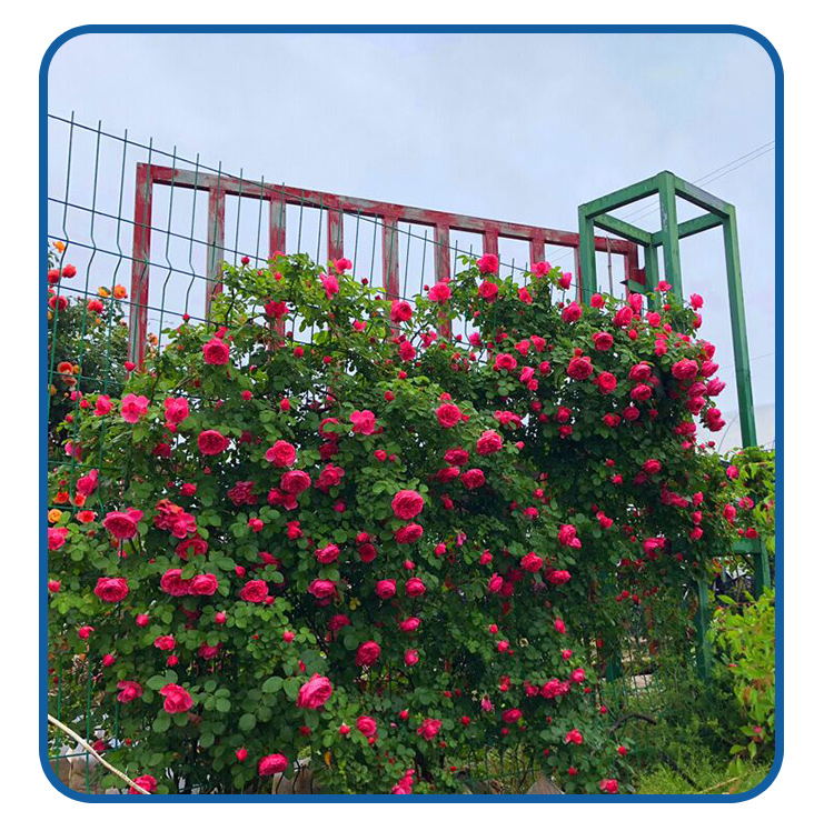 藤本月季‘大游行’在阳光下成簇绽放