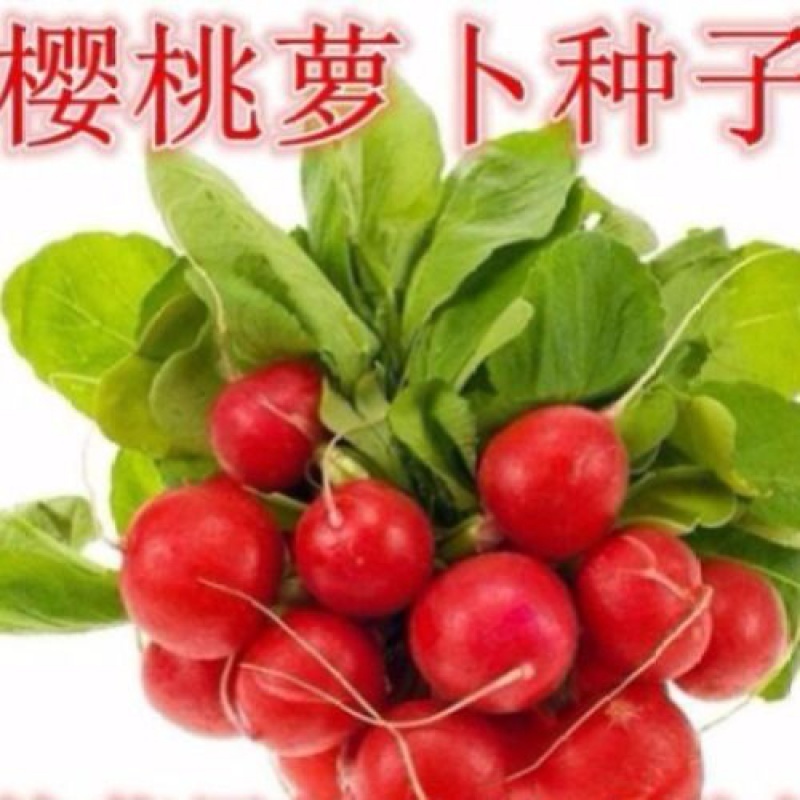 樱桃萝卜种子四季种植盆栽庭院种植小红水萝卜种子