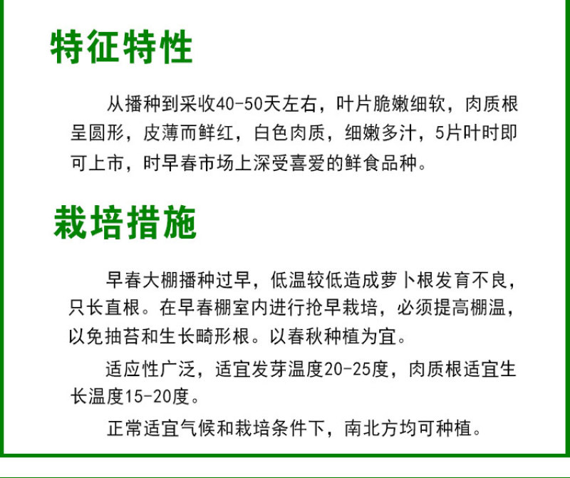 樱桃萝卜种子四季种植盆栽庭院种植小红水萝卜种子