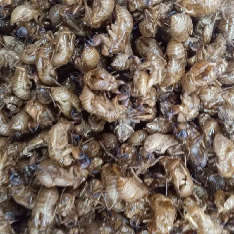 蝉蜕水洗河南产地各种规格