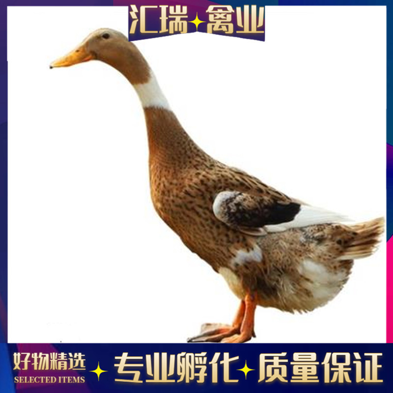 批发高产蛋青壳蛋鸭苗/水鸭苗/公鸭苗/母鸭苗