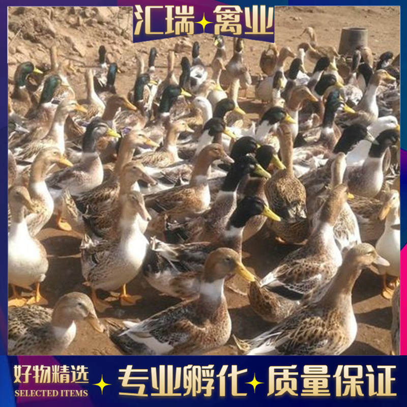 批发高产蛋青壳蛋鸭苗/水鸭苗/公鸭苗/母鸭苗