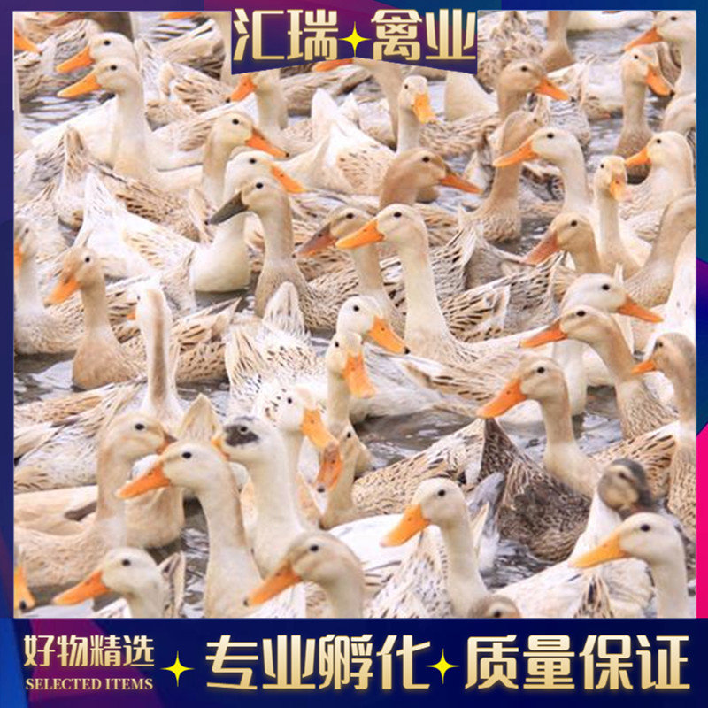 批发高产蛋青壳蛋鸭苗/水鸭苗/公鸭苗/母鸭苗