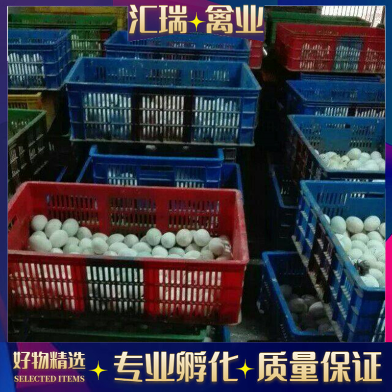 批发高产蛋青壳蛋鸭苗/水鸭苗/公鸭苗/母鸭苗