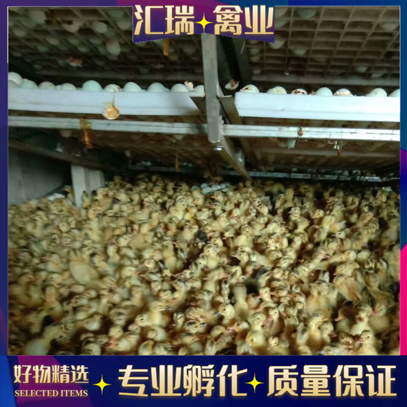 批发高产蛋青壳蛋鸭苗/水鸭苗/公鸭苗/母鸭苗