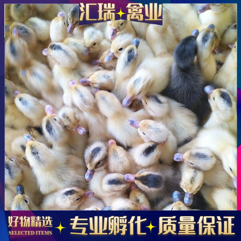 鸭苗江南一号蛋鸭苗每批2万3天一批包邮包活到家