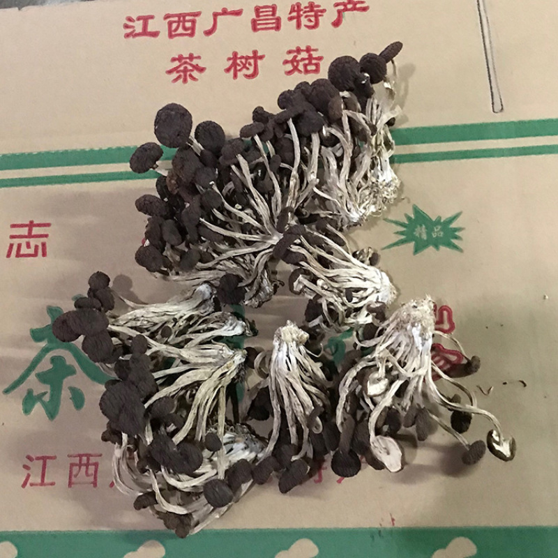 君志江西广昌5号茶树菇干货5斤装包邮新货精品产地货源