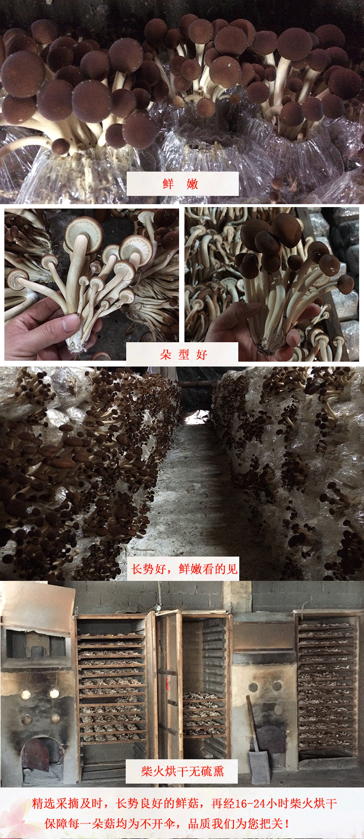 君志江西广昌5号茶树菇干货5斤装包邮新货精品产地货源