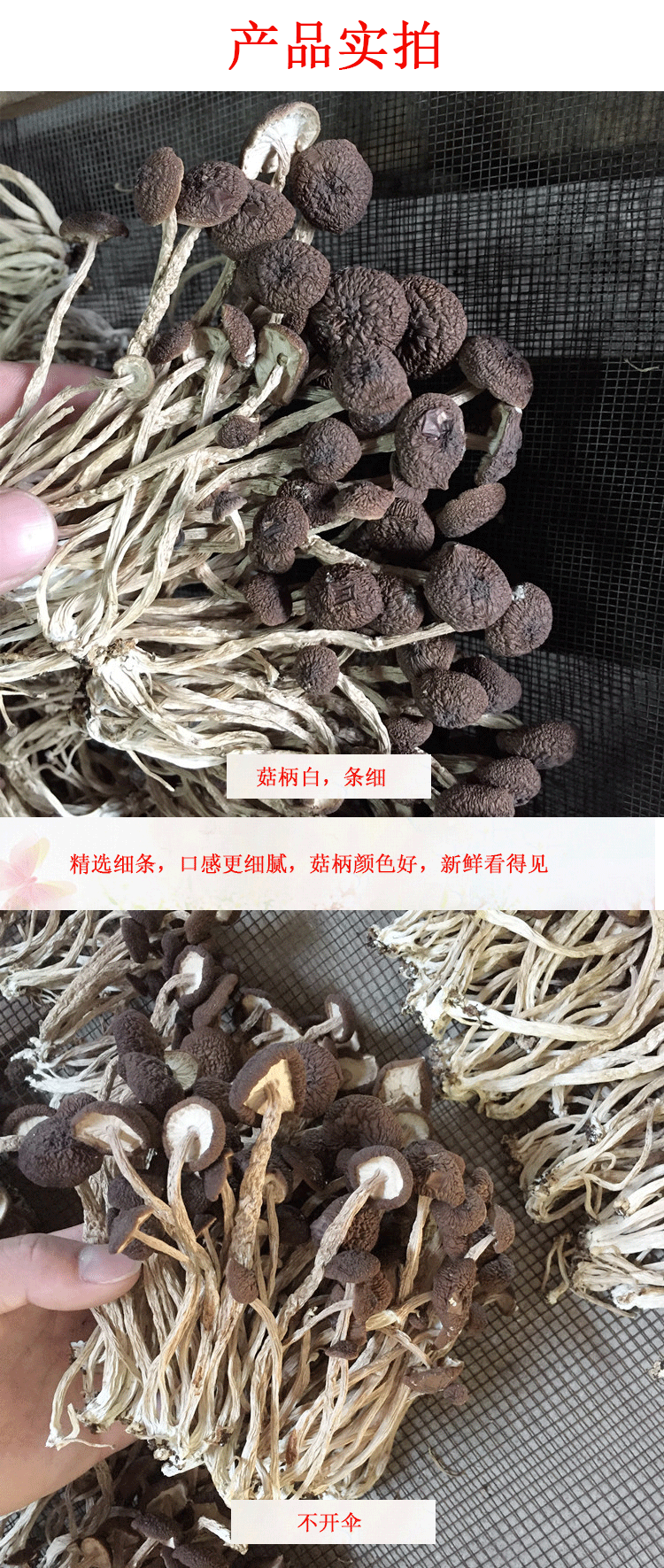 君志江西广昌5号茶树菇干货5斤装包邮精选细条不开伞