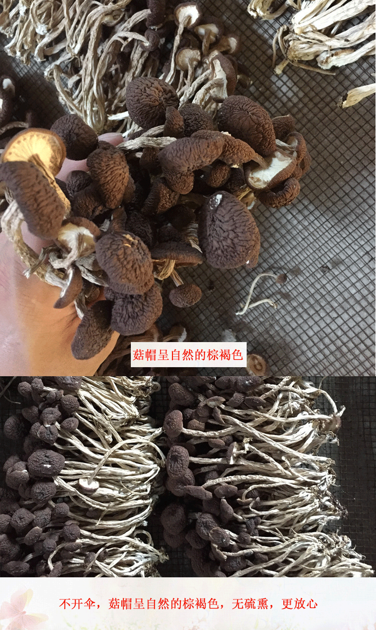 君志江西广昌5号茶树菇干货5斤装包邮精选细条不开伞