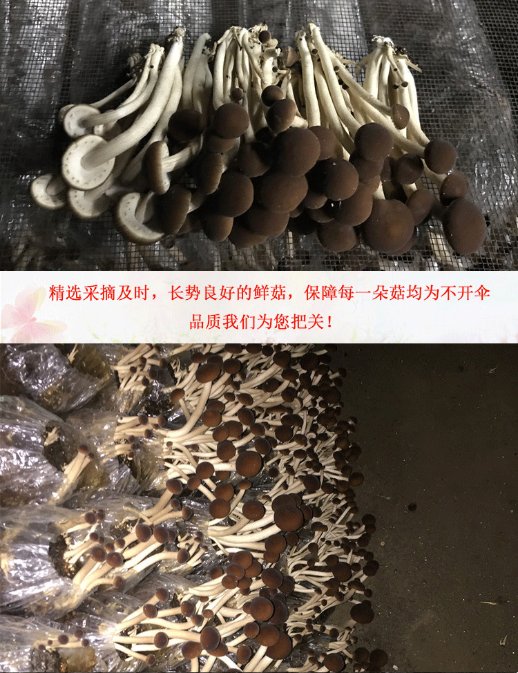 君志江西广昌5号茶树菇干货5斤装包邮精选细条不开伞