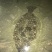 牙鲆鱼（牙片鱼，比目鱼）