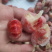 龙虾尾鲜冻小龙虾麻辣龙虾淡水龙虾一件10斤广东2件包邮