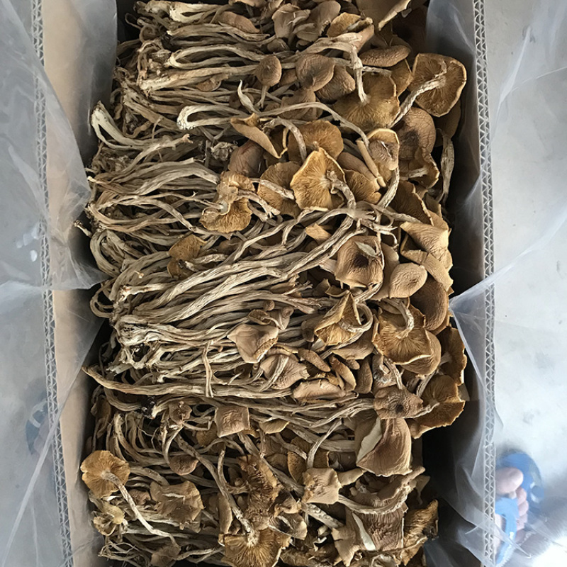 江西广昌开伞茶树菇干货精品5斤装包邮柄长条形均匀