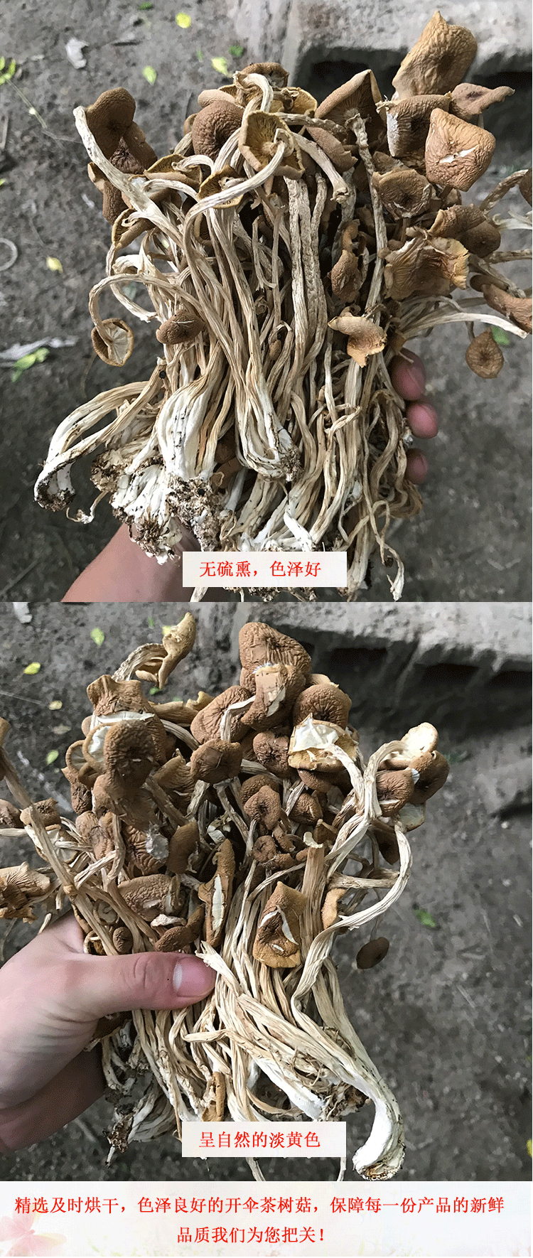 江西广昌开伞茶树菇干货精品5斤装包邮柄长条形均匀