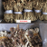 君志江西广昌剪脚茶树菇干货5斤装剪根扎把3号菇新货
