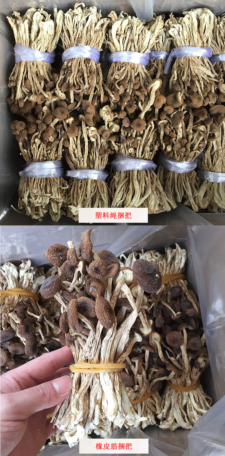 君志江西广昌剪脚茶树菇干货5斤装剪根扎把3号菇新货