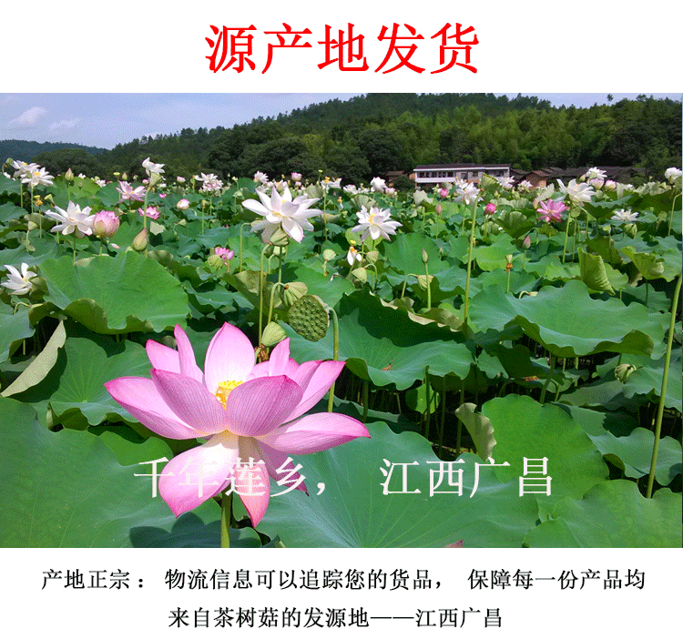 君志江西广昌剪脚茶树菇干货5斤装剪根扎把3号菇新货