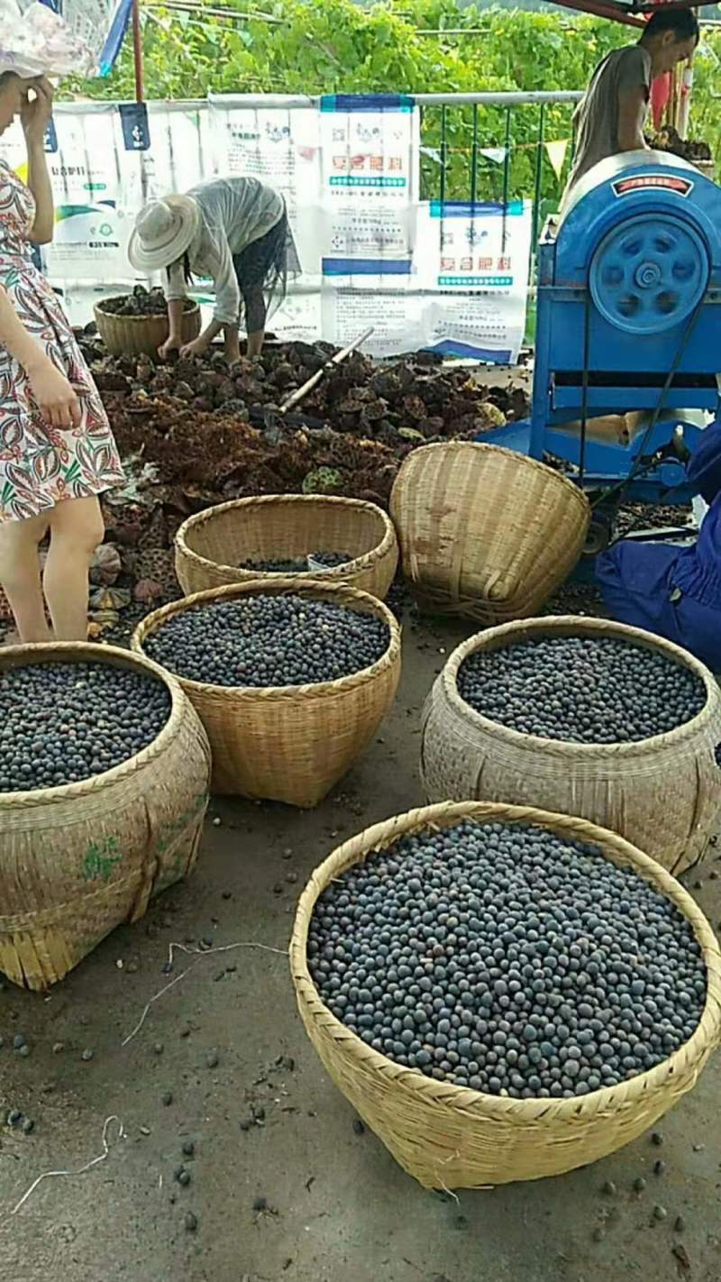 莲蓬莲子分离脱粒机电动去莲蓬机械剥莲蓬机莲子脱蓬机