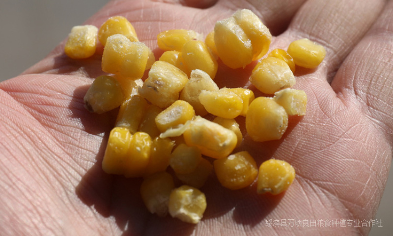 东北黑龙江速冻粘玉米粒