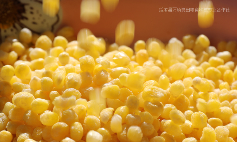 东北黑龙江速冻粘玉米粒