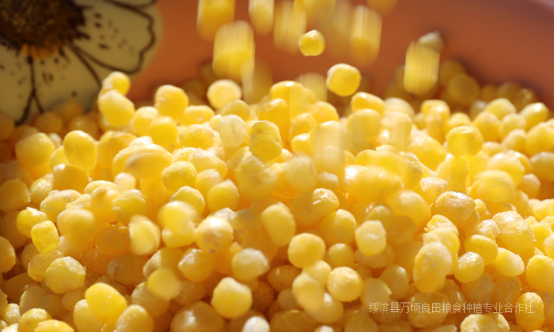东北黑龙江速冻粘玉米粒
