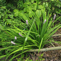 矮生麦冬草苗玉龙草正宗日本矮麦冬草细叶中叶麦冬草庭院植物