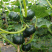 绿贝贝迷你小南瓜种子日本进口强粉质黑贝贝瓜口感绵甜板栗味