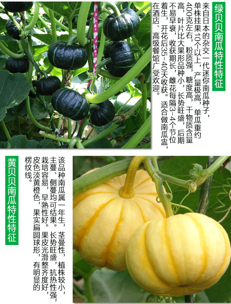 绿贝贝迷你小南瓜种子日本进口强粉质黑贝贝瓜口感绵甜板栗味