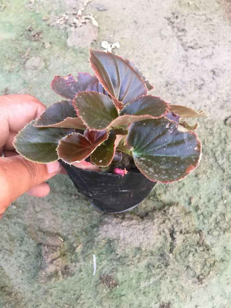玻璃海棠成都小杯玻璃海棠0.55元，一手货源量大从优