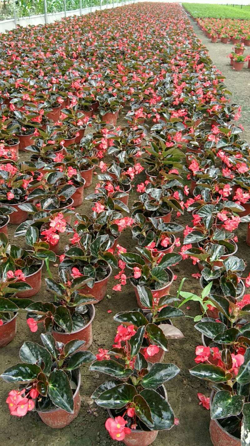 玻璃海棠成都小杯玻璃海棠0.55元，一手货源量大从优
