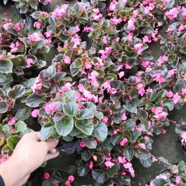 玻璃海棠成都小杯玻璃海棠0.55元,一手货源量大从优
