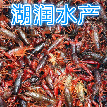 【监利青虾】清水养殖鲜活小龙虾全年供应全国发货