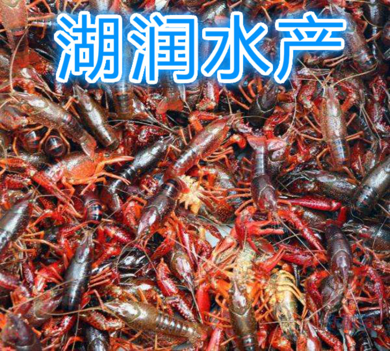 【监利青虾】清水养殖鲜活小龙虾全年供应全国发货