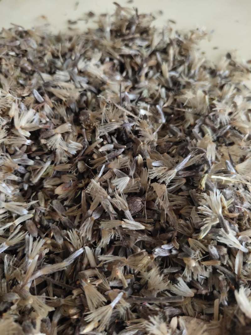 苍术种子出芽率高高产抗病可视频看货欢迎咨询