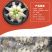 A级小墨鱼仔急冻10-25g货柜批发