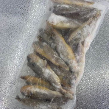 黄花鱼特价干冻小黄鱼新鲜小黄鱼